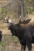 Moose (Alces alces shirasi) bull flehming, western Montana