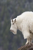 Mountain Goat (Oreamnos americanus) on rocky outcrop, western Montana