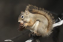 Red Squirrel (Tamiasciurus hudsonicus) eating a pine cone, western Montana