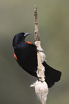Red-winged Blackbird (Agelaius phoeniceus) male on cattail, western Montana