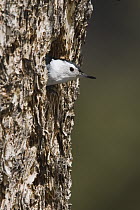 White-breasted Nuthatch (Sitta carolinensis) peeking out of nesting cavity, western Montana