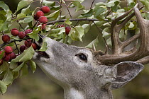White-tailed Deer (Odocoileus virginianus) buck browsing on fruit, western Montana