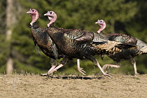 Wild Turkey (Meleagris gallopavo) males running, western Montana