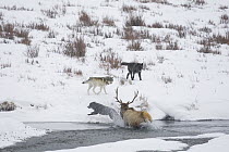 Timber Wolf (Canis lupus) group keeping American Elk (Cervus elaphus nelsoni) in river with charging elk, Yellowstone National Park, Wyoming