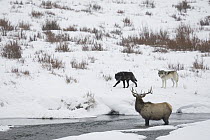 Timber Wolf (Canis lupus) pair keeping American Elk (Cervus elaphus nelsoni) in river, Yellowstone National Park, Wyoming