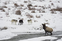 Timber Wolf (Canis lupus) group keeping American Elk (Cervus elaphus nelsoni) in river, Yellowstone National Park, Wyoming