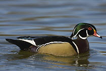 Wood Duck (Aix sponsa) male, western Montana