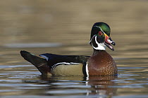 Wood Duck (Aix sponsa) male calling, western Montana