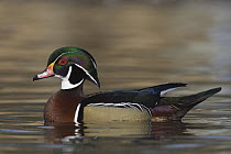 Wood Duck (Aix sponsa) male, western Montana