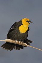 Yellow-headed Blackbird (Xanthocephalus xanthocephalus) male on cattail, western Montana