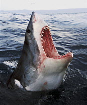 Great White Shark (Carcharodon carcharias) at surface, Dyer Island, South Africa. Digitally enahanced