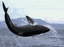 Great White Shark (Carcharodon carcharias) leaping out of water to catch seal, False Bay, South Africa