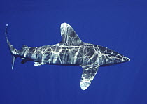 Oceanic White-tip Shark (Carcharhinus longimanus), Hawaii. Digitally enhanced