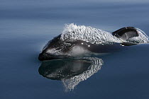 Pacific White-sided Dolphin (Lagenorhynchus obliquidens) surfacing, Dana Point, California