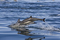 Short-beaked Common Dolphin (Delphinus delphis delphis) pair jumping, San Diego, California