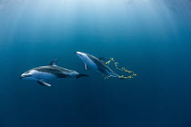 Pacific White-sided Dolphin (Lagenorhynchus obliquidens) pair playing with kelp, San Diego, California