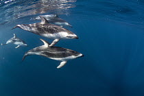 Pacific White-sided Dolphin (Lagenorhynchus obliquidens) trio swimming, San Diego, California
