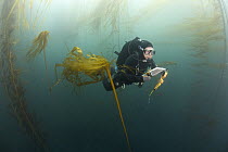 Research diver, Patrick Berk, performs rockfish survey in mixed Giant Kelp (Macrocystis pyrifera) and Bull Kelp (Nereocystis luetkeana) bed off Asilomar State Beach, Monterey, California