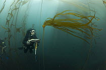 Biologist, Mike Beck, performs rockfish survey in mixed Giant Kelp (Macrocystis pyrifera) and Bull Kelp (Nereocystis luetkeana) bed off Asilomar State Beach, Monterey, California
