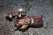 Flamboyant Cuttlefish (Metasepia pfefferi) males and female ready to mate, Milne Bay, Papua New Guinea