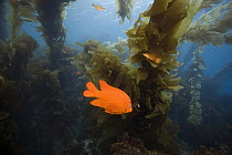 Garibaldi (Hypsypops rubicundus) amid kelp, San Clemente Island, Channel Islands, California