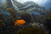 Garibaldi (Hypsypops rubicundus) amid kelp, San Clemente Island, Channel Islands, California