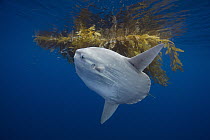 Ocean Sunfish (Mola mola) under drifting Giant Kelp (Macrocystis pyrifera) paddy, San Diego, California