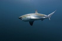 Common Thresher Shark (Alopias vulpinus), Oceanside, California