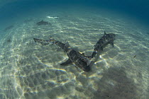 Leopard Shark (Triakis semifasciata) pair on ocean bottom, La Jolla, California