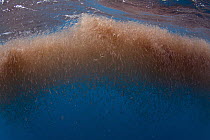 Krill (Thysanoessa sp) swarm, San Diego, California