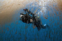 Krill (Thysanoessa sp) swarm with diver, San Diego, California