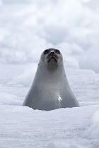 Harp Seal (Phoca groenlandicus) looking out from ice, Magdalen Islands, Gulf of Saint Lawrence, Canada