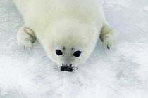 Harp Seal (Phoca groenlandicus) pup, Magdalen Islands, Gulf of Saint Lawrence, Canada