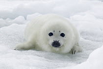 Harp Seal (Phoca groenlandicus) pup on ice, Magdalen Islands, Gulf of Saint Lawrence, Canada