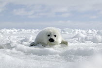 Harp Seal (Phoca groenlandicus) pup on ice, Magdalen Islands, Gulf of Saint Lawrence, Canada