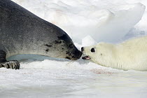 Harp Seal (Phoca groenlandicus) with pup, Magdalen Islands, Gulf of Saint Lawrence, Canada