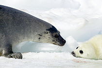 Harp Seal (Phoca groenlandicus) with pup, Magdalen Islands, Gulf of Saint Lawrence, Canada