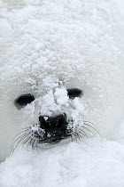 Harp Seal (Phoca groenlandicus) pup covered with snow, Magdalen Islands, Gulf of Saint Lawrence, Canada