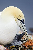 Northern Gannet (Morus bassanus) with chick on nest, Helgoland, Germany