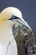 Northern Gannet (Morus bassanus) with nest material in its bill, Helgoland, Germany