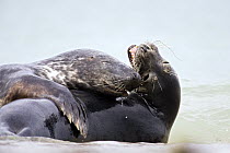 Grey Seal (Halichoerus grypus) pair playing in surf, Helgoland, Germany