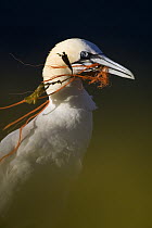 Northern Gannet (Morus bassanus) with nest material, Helgoland, Germany