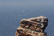 Northern Gannet (Morus bassanus) group flying over rock, Helgoland, Germany