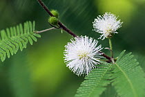 Mimosa (Mimosa spegazzinii) flowers, Argentinia