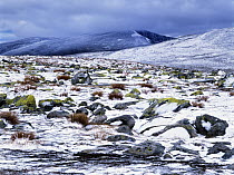 Alpine habitat in snow, Snohetta Mountain, Dovre-Sunndalsfjella National Park, Norway