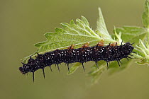 Peacock Butterfly (Inachis io) caterpillar on the leaf of a Stinging Nettle (Urtica dioica), Hoogeloon, Noord-Brabant, Netherlands