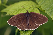 Ringlet (Aphantopus hyperantus) butterfly, De Brand, Noord-Brabant, Netherlands