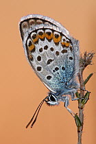 Silver-studded Blue (Plebejus argus) butterfly on Heather (calluna vulgaris), Noord-Brabant, Netherlands