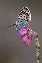 Silver-studded Blue (Plebejus argus) butterfly on Cross-leaved Heath (Erica tetralix) flowers, Noord-Brabant, Netherlands
