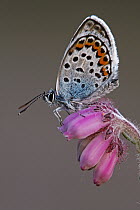 Silver-studded Blue (Plebejus argus) butterfly on Cross-leaved Heath (Erica tetralix) flowers, Noord-Brabant, Netherlands